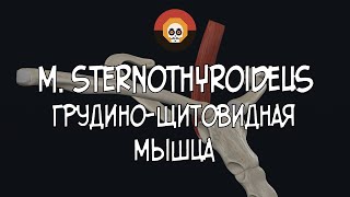 Грудинощитовидная мышца m sternothyroideus 3D Анатомия [upl. by Akimrehs485]