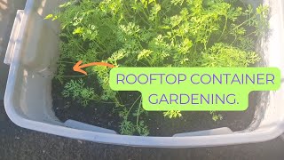 Container Food Forest Growing More  tomatoes  turmeric  cabbages [upl. by Enirahtak845]