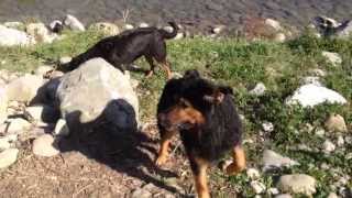 Rottweiler VS Hovawart [upl. by Stover]