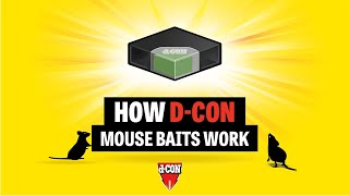 How dCON mouse bait works [upl. by Melesa]