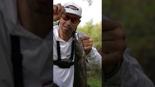 Fishing for Snakehead in florida  Bullseye Snakehead [upl. by Musihc]