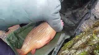 Rekordinio 278 kg karpio traukimas  New Lithuanian carp fish record  278 kg [upl. by Daughtry]