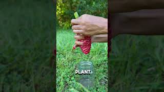 This Plant Eject Water When Squeezed shorts [upl. by Ettennal]