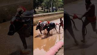 Kambala trending today race mangalore [upl. by Stoeber362]