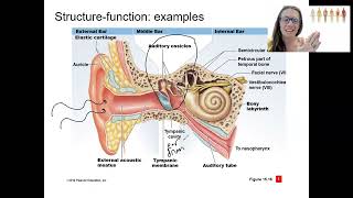 15 structure function [upl. by Leelahk]