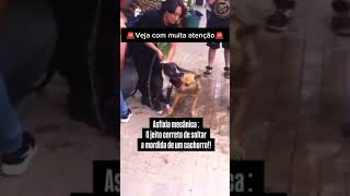 COMO FAZER UM CACHORRO SOLTAR OUTRO NUMA BRIGA pets adestramento cachorro memes cachorros [upl. by Norvun]