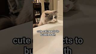 Cute Cat Reacts to Bath Time 🫧 [upl. by Ellennod]