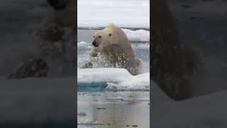 Polar Bear hunts Seal in the North Pole  Animal Flights [upl. by Calle]