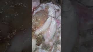 lemon sole fishfishery fish seafood food [upl. by Ecnadnak]