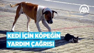 Kedi İçin Köpeğin Yardım Çağrısı [upl. by Oidacra446]