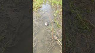 Awesome Fishing in Float fishing viralvideoシ viralfishing telapia fypviralシ reelsvideo [upl. by Luanni202]