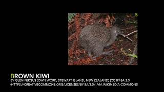 New Zealand Native Bird Calls [upl. by Alejoa]