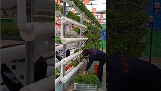 Hydroponic farming at home with plastic pipes  hydroponic gardening at home [upl. by Elbart6]