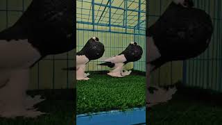 black make Pi Porter pigeon viral short video [upl. by Sair]