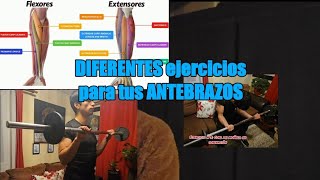 DIFERENTES ejercicios para ANTEBRAZOS 💪🏼🔥  Músculos MÁS FUERTES  Te ENSEÑO  Educación física 👨🏻‍🏫 [upl. by Millur]