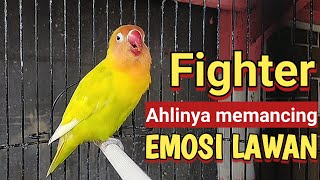 Paling TOPCER buat pancingan Suara LABET fighter gacor ngetik ngekek panjang  Masteran lovebird [upl. by Lattonia895]