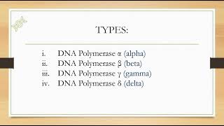 DNA Polymerase types in eukaryotes  How many DNA pol are helping in DNA Replication [upl. by Prudhoe]