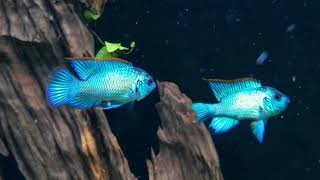 The Electric Blue Acara Andinoacara pulcher [upl. by Llertal]