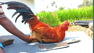 Country Chicken GravyNaattu Kozhi🐓 Varuval Cutting amp Cooking in My Village  CT 360🔪 [upl. by Ambrosio]