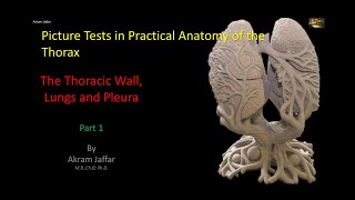 Picture Tests in Anatomy  Thorax  Wall and Lung 1 [upl. by Hachmin659]