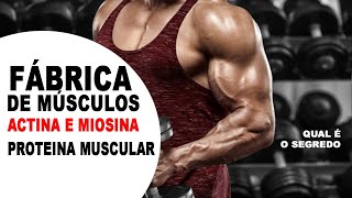 FÁBRICA DE PROTEINAS Actina e Miosina proteínas musculares [upl. by Eilraep862]