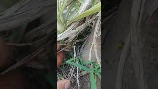 Yucca plant grow from cutting gardeing plants [upl. by Adroj]