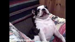 OMG BostonTerrier Mackie is a CRAZY Chatterbox talking dog FUNNY [upl. by Davidde]