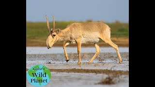 The Saiga Antelope A relic from the ice age [upl. by Owain]