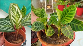 Calathea Plant  How to Grow and Care Calathea Plant  Fun Gardening [upl. by Yespmed]