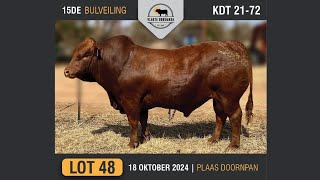 Lot 48  Vlakte Bonsmara Bulveiling  18 Okt 2024 [upl. by Caye]