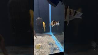 4 Bar Datnoid shorts fish aquarium [upl. by Sukhum463]