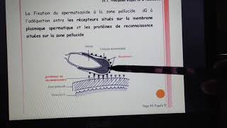 Le 2eme cours de biologie animale les étapes de la fécondation partie 23 [upl. by Arhez]