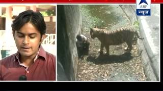 Youth killed by tiger jumped into enclosure claim zoo authorities [upl. by Litnahs]