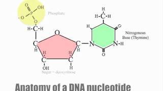 DNA nucleotides and dehydration synthesis [upl. by Crispin810]