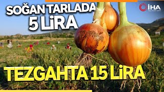 Yozgatın Soğanı Tarlada 5 Tezgahta 15 Lira [upl. by Banna]