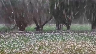 Southeast Georgia Tragedy Golf Ball Size Hail Storm Hits Glennville Area [upl. by Edmondo]