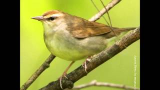 Swainsons Warbler Song [upl. by Lupien]