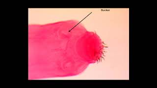 ORGANISM SLIDE QUIZ Taenia pisiformis anatomical quiz [upl. by Amasa]