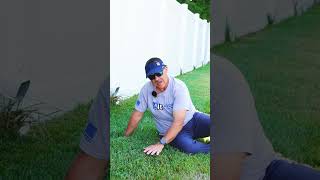 How to Water Bermuda and Fescue [upl. by Elimaj]