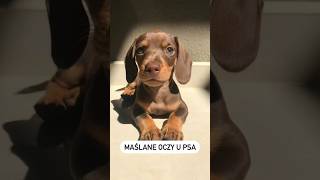 Maślane oczy u psów 🐶🥹 pies oczy dogeyes opieka pets piesek puppy [upl. by Dempsey]