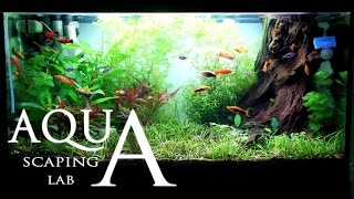 Aquascaping Lab  Tutorial Natural rich mix tank wood style size 80 x 35 x 45h 120 L Part 1 [upl. by Eustace]