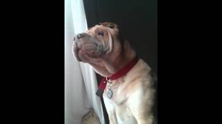 Barking SharPei [upl. by Tshombe]