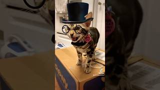 Gentlewoman Gwen cute bengalcat kitten [upl. by Rola951]