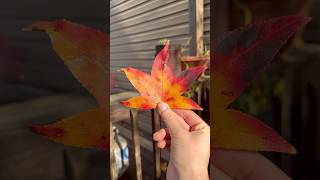 Cool leaf yo leaves leaf collection fall autumn october autistic [upl. by Ykcor]