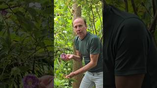 Cup and saucer vine cobaea scandens subtropical gardening adventure explore permaculture [upl. by Nosredna]