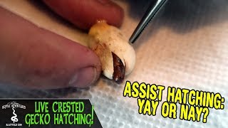 LIVE CRESTED GECKO HATCHING assist hatching yay or nay [upl. by Yelahs]