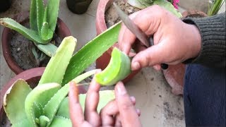 एलोवेरा पौधे से 100 शुद्ध एलोवेरा जेल ऐसे निकालें। बिना जहर Poison वाला Aloe vera Gel [upl. by Iew458]