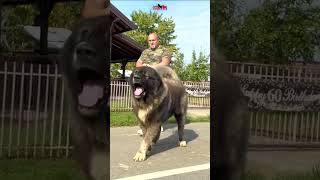 Like a bull liondog doglover animals bigdog dogowner dog petowner dogs puppy [upl. by Einnahpets]