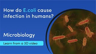 Types of E coli and how they infect humans  MediMagic  3D video [upl. by Enidualc]