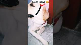 Mann jogiya 🥰 youtubeshorts shorts labrador dog cute viralsongs trending [upl. by Bremer]